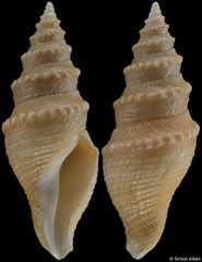 Bathytoma helenae (South Africa, 42,5mm)