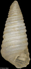 Oscilla jocosa (Philippines, 3,3mm)