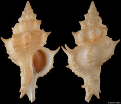 Paziella nuttingi (Florida, USA, 36,3mm)