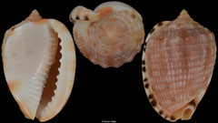 Cypraecassis testiculus senegalica (Gabon, 33,4mm)