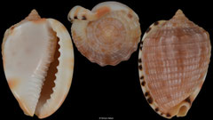 Cypraecassis testiculus senegalica (Gabon, 33,4mm)