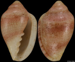 Marginella pondo (South Africa, 29,7mm)