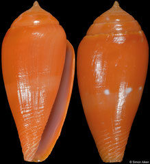 Conus nucleus (Philippines, 23,5mm)