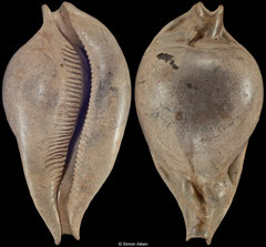Umbilia eximia (Victoria, Australia, 94,5mm) Balcombian (Middle Miocene) fossil
