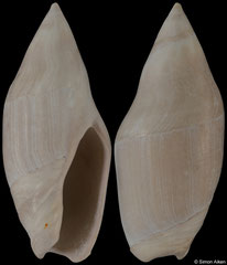 Turrancilla obesula (France, 30,3mm) Bartonian fossil