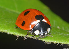 Seven-spot ladybird (Coccinella septempunctata), York, UK