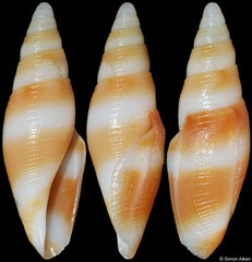 Benthofascis pseudobiconica (Queensland, Australia, 27,2mm)