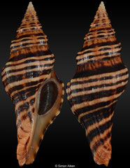 Latirus tigroides (South Africa, 66,2mm)