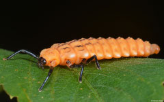 ? larva, Lakxao, Bolikhamsai Province , Laos