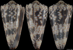 Conus zonatus (Thailand, 51,9mm)