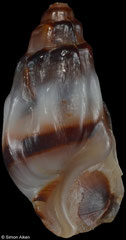 Melanopsis isabellae (Morocco, 15,3mm)
