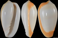 Prunum cinctum (Senegal, 23,3mm)