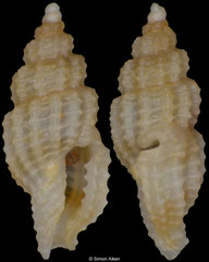 Pseudodaphnella sp. (Philippines, 4,3mm)