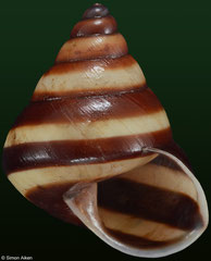 Papuina hermione (Papua New Guinea, 21,8mm) F++ €9.00 (specimens for sale are 21-23mm and are of the same quality as the specimen illustrated)
