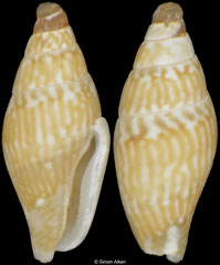 Ascalista letourneuxi (Bass Islands, 3,3mm)