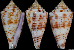 Conus gattegnoi (Philippines, 27,8mm)