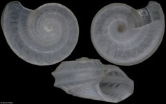 Cyclostremiscus panamensis (Pacific Mexico, 1,7mm)