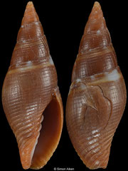 Pseudonebularia rutila (Philippines, 17,6mm) Gd/F €12.00