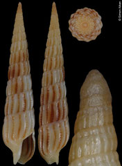 Myurellopsis parkinsoni (Hawaii, 23,3mm)