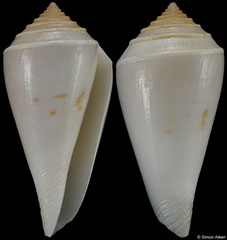 Conus bozzettii (Somalia, 40,6mm)