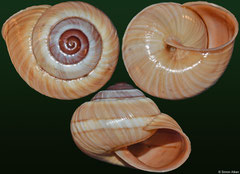 Hemitrochus rufoapicata (Cuba, 13,7mm)