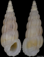 Rissoina plicatula (Philippines, 6,7mm) F++ €2.50