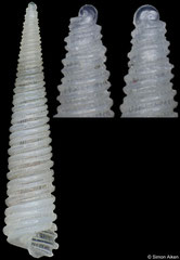 Cingulina aikeni (Philippines, 7,7mm) (holotype)