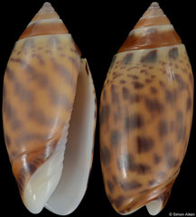 Oliva buelowi phuketensis (Thailand, 27,4mm) F+++ €18.00 (specimens for sale are 26-27mm and are of the same quality as the specimen illustrated)
