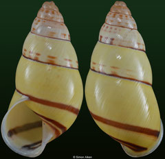 Amphidromus flavus (Laos, 24,8mm) F++ €6.50 (specimens for sale are 24-26mm and are of the same quality as the specimen illustrated)
