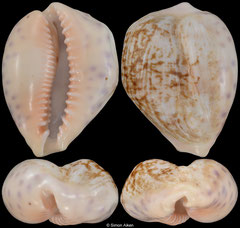 Cypraea chinensis (South Africa, 34,8mm)