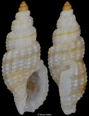 Pseudodaphnella thespesia (Philippines, 4,6mm) F+++ €10.00