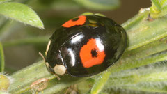 Harlequin ladybird (Harmonia axyridis conspicua), York