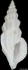 Pseudorhaphitoma jamesnacei (Philippines, 11,3mm)