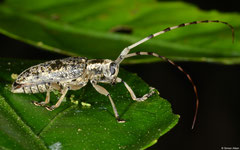 Longhorn beetle (Cerambycidae sp.), Chomthong, Bolikhamsai Province, Laos