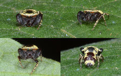 Wasp-mimic jumping spider (Rhene flavicomans), Nha Trang, Vietnam