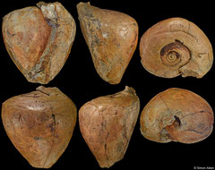 Gisortia coombii (Belgium, 97,7mm) Ypresian (Early Eocene) fossil cast