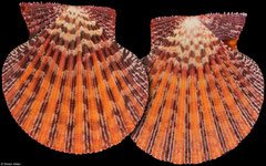 Gloripallium pallium (Thailand, 87,1mm)