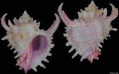 Babelomurex ricinuloides (Philippines, 21,4mm)