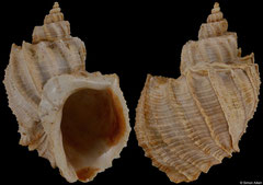 Gulia acutangula (Léognan, Gironde, France, 35,6mm) Lower Miocene fossil