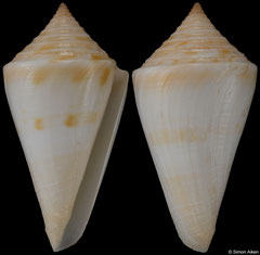 Conus stimpsoni (Caribbean Mexico, 49,2mm) F++ €60.00