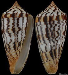 Conus janus (Madagascar, 60,0mm)