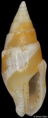 Graphicomassa adiostina (Philippines, 9,3mm)