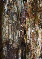 Thorny stick insect (Parectatosoma cf. mocquerysi), Sahafina, Madagascar