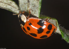 Harlequin ladybird (Harmonia axyridis), York, UK