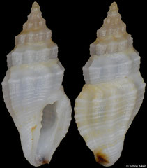 Hemicythara sp. (Philippines, 7,0mm)