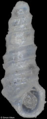 Pyramidelloides carinatus (South Africa, 1,8mm)