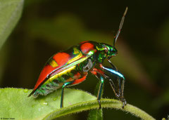 Jewel bug (Scutelleridae sp.), Balut Island, Philippines