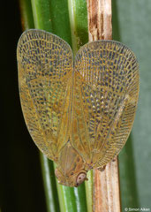 Planthopper (Fulgoromorpha sp.), Balut Island, Philippines