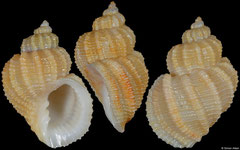 Nipponaphera quasilla (India, 22,2mm, 23,3mm, 23,5mm) F+++ €12 (specimens for sale are 22-23mm and are of the same quality as the specimens illustrated)