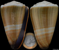 Conus lividus (Madagascar, 69,5mm) F++ €30.00